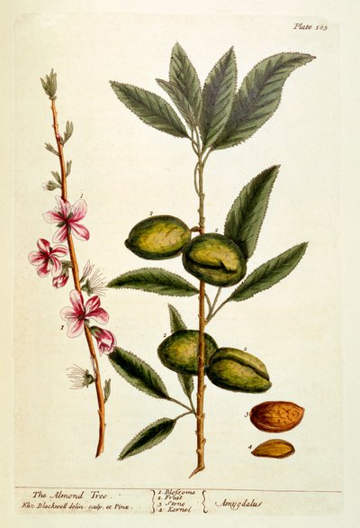 El almendro, placa 105 de 