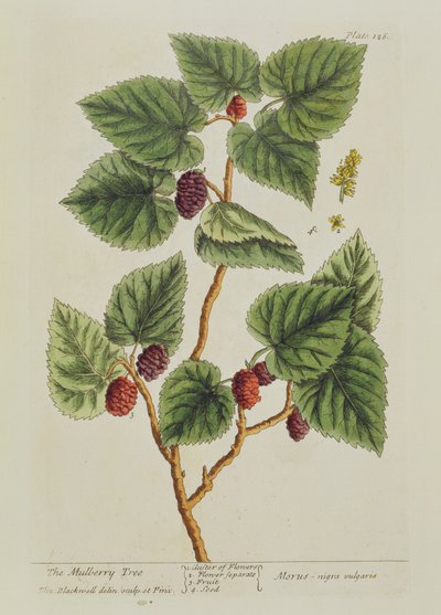 El árbol de morera, lámina 126 de 