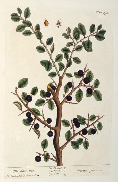 El árbol de endrino, lámina 494 de 