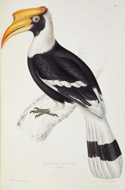 Buceros Cavatus, de 