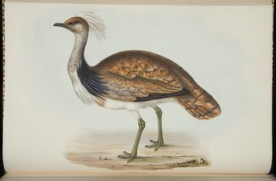 Avutarda, de 