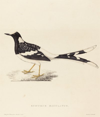 Enicurus Maculatus (Cola de tijera manchada) de Elizabeth Gould