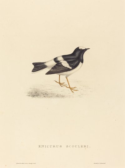 Enicurus Scouleri (Colita pequeña) de Elizabeth Gould