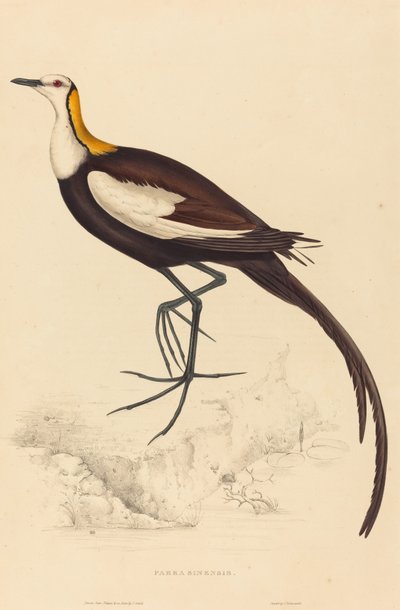 Parra Sinensis (Jacana de Cola de Faisán) de Elizabeth Gould
