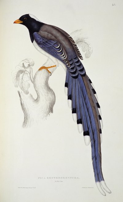 Pica Erythrorhyncha, de 