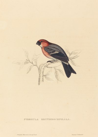 Pyrrhula Erythrocephala (Camachuelo cabecirrojo) de Elizabeth Gould