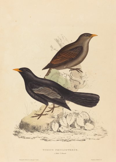 Zorzal azteca de Elizabeth Gould