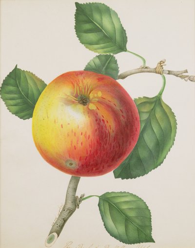 Una manzana, c.1835 de Elizabeth Jane Hill