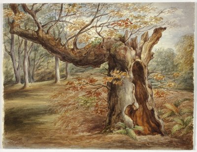 Árbol podrido de Elizabeth Murray