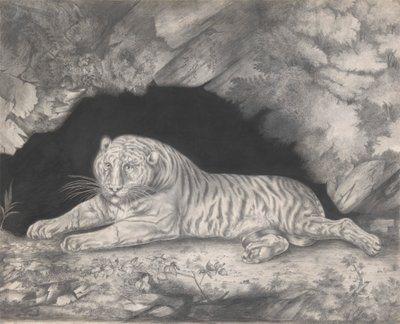 Un tigre tumbado a la entrada de una cueva de Elizabeth Pringle