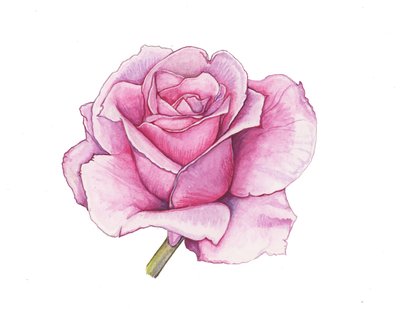 Rosa rosa, 2012 (acuarela) de Elizabeth Rider