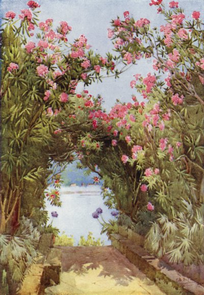 Oleanders, Isola Madre, Lago Mayor (litografía en color) de Ella Du Cane