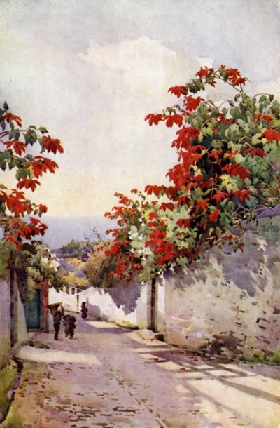 Poinsettia on the Mount Road (litografía en color) de Ella Du Cane