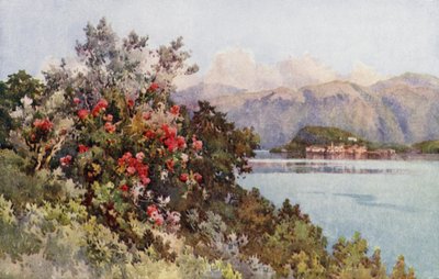 Rosas, Villa Carlotta, Lago de Como (litografía en color) de Ella Du Cane