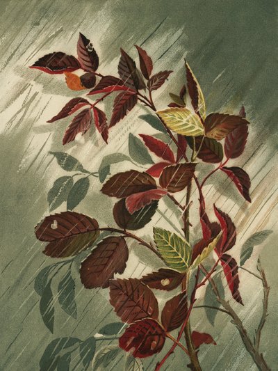 Hojas de otoño bajo la lluvia de Ellen Thayer Fisher