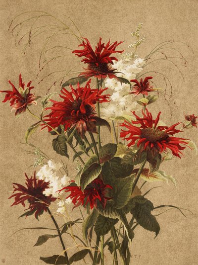 «Balm and Spiraea», de Ellen Thayer Fisher de Ellen Thayer Fisher