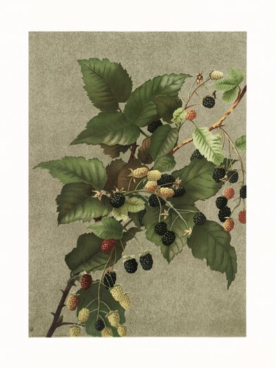 Moras de Ellen Thayer Fisher