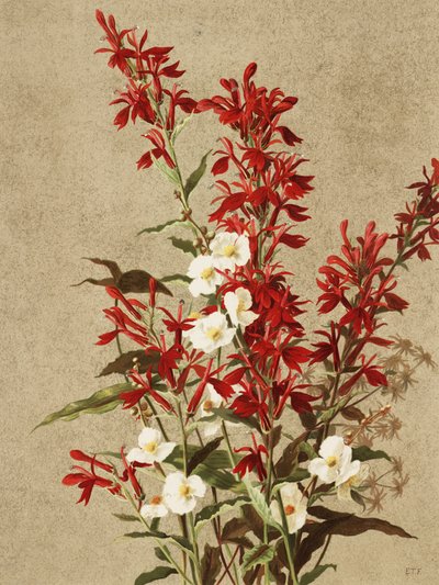 Flores de cardenal de Ellen Thayer Fisher