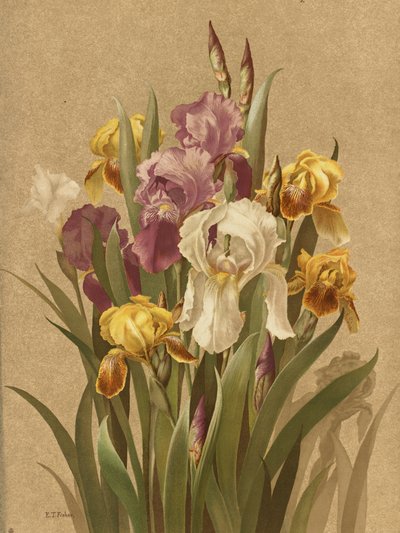 Fleur De Lis, n.º 3 de Ellen Thayer Fisher