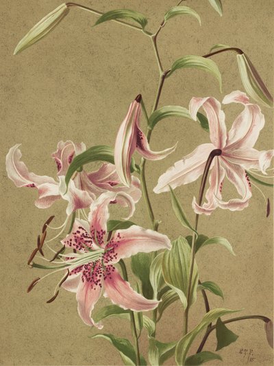 «Japan Lily», de Ellen Thayer Fisher de Ellen Thayer Fisher