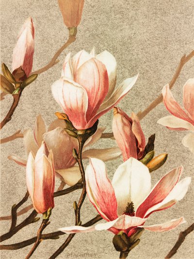 Magnolia de Ellen Thayer Fisher