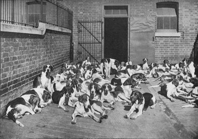 El paquete de Cottesmore, c1902, 1903 de Elliott and Fry