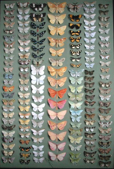 Ciento cincuenta y ocho mariposas de Ellis Rowan