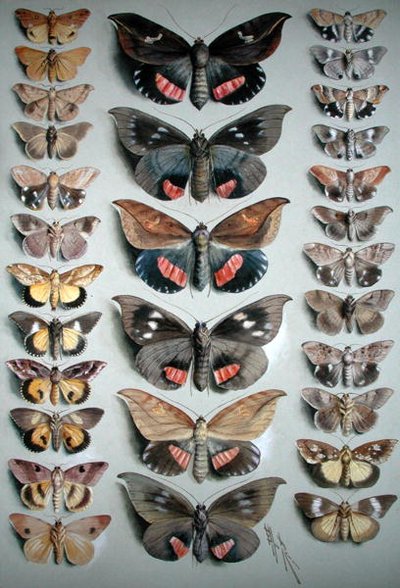 Treinta mariposas de Ellis Rowan