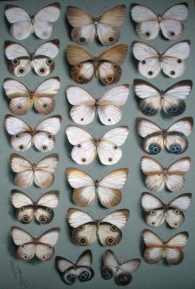 Veintidós mariposas de Ellis Rowan