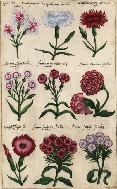 Diferentes variedades de clavel, Dianthus caryophyllus de Emanuel Sweert