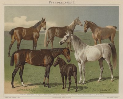 Razas de caballos de Emil Volkers