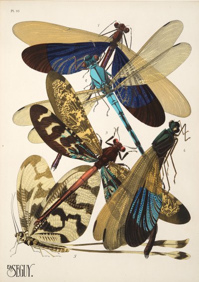 Lámina 10 de Insectes, pub. 1930 (impresión en pochoir) de Émile Allain Séguy