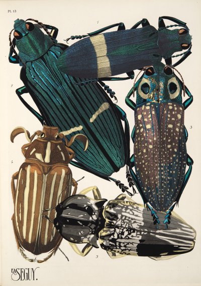 Lámina 13 de Insectes, pub. 1930 (impresión en pochoir) de Émile Allain Séguy