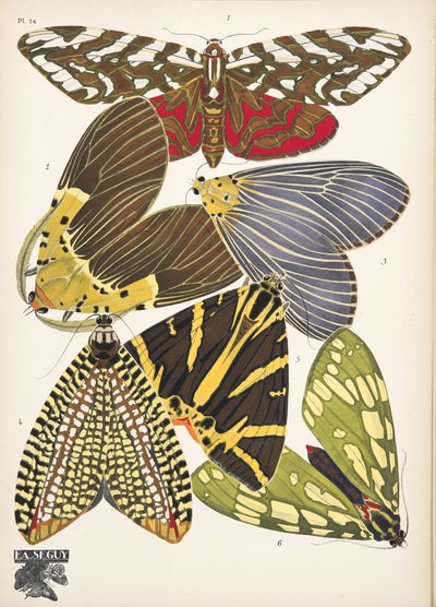 Lámina 14, de Papillons, pub. 1925 (impresión de pochoir) de Émile Allain Séguy