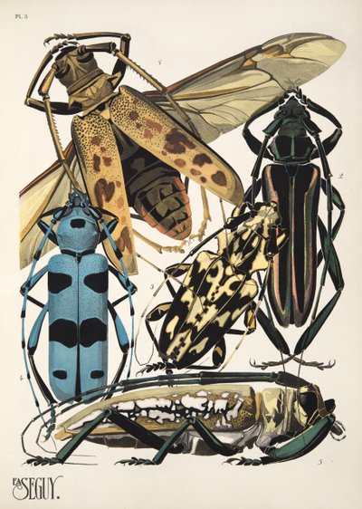 Lámina 3 de Insectes, pub. 1930 (impresión en pochoir) de Émile Allain Séguy