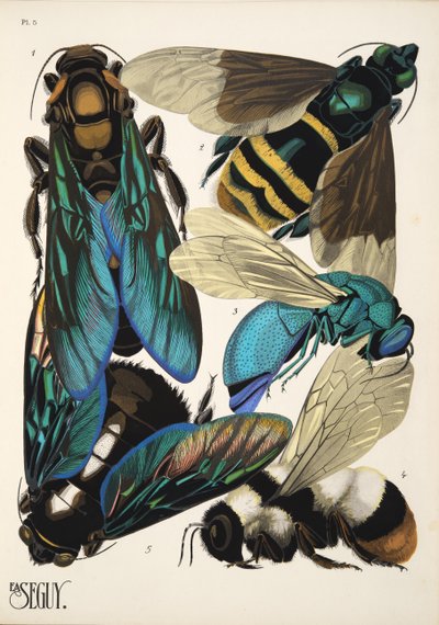 Lámina 5 de Insectes, pub. 1930 (impresión en pochoir) de Émile Allain Séguy