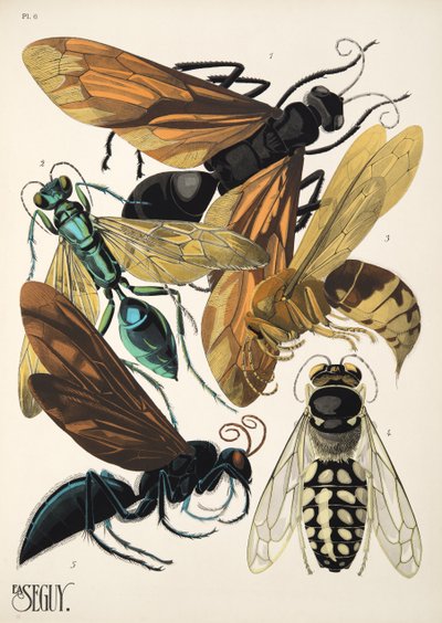 Lámina 6 de Insectes, pub. 1930 (impresión en pochoir) de Émile Allain Séguy