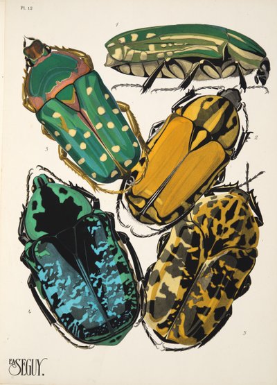 Lámina 12 de Insectes, pub. 1930 (impresión en pochoir) de Émile Allain Séguy