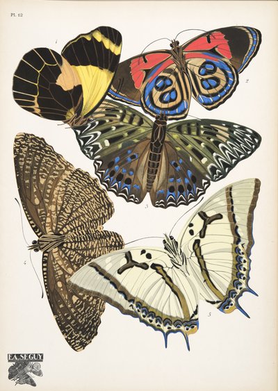 Lámina 12, de Papillons, pub. 1925 (impresión de pochoir) de Émile Allain Séguy