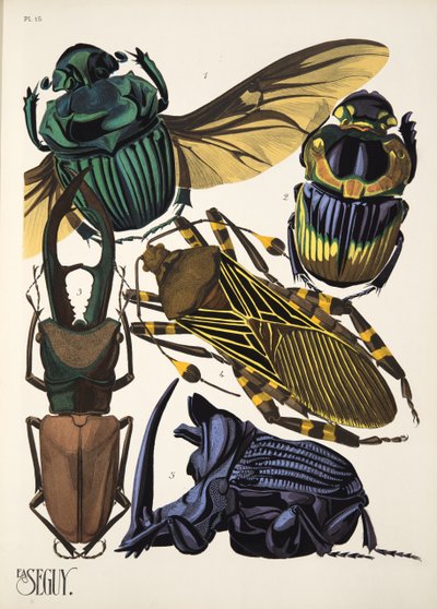 Lámina 15 de Insectes, pub. 1930 (impresión en pochoir) de Émile Allain Séguy