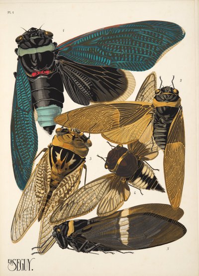 Lámina 1 de Insectes, pub. 1930 (impresión en pochoir) de Émile Allain Séguy