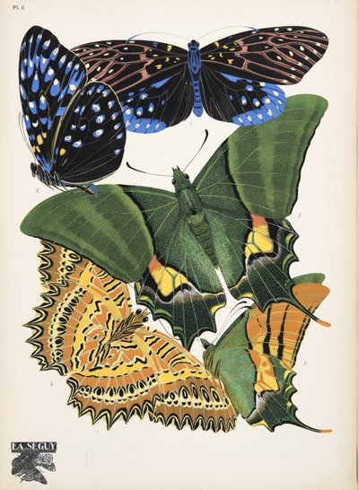 Lámina 6, de Papillons, pub. 1925 (impresión de pochoir) de Émile Allain Séguy