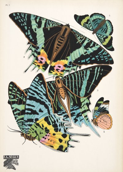 Lámina 7, de Papillons, pub. 1925 (impresión de pochoir) de Émile Allain Séguy