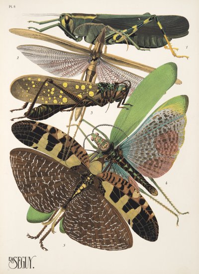 Lámina 8 de Insectos, pub. Años 30 (impresión en plantilla) de Émile Allain Séguy