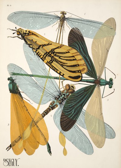 Lámina 9 de Insectes, pub. 1930 (impresión en pochoir) de Émile Allain Séguy