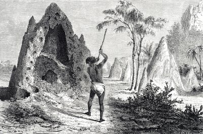 Redes de las hormigas blancas, termitas (grabado) de Emile Antoine Bayard
