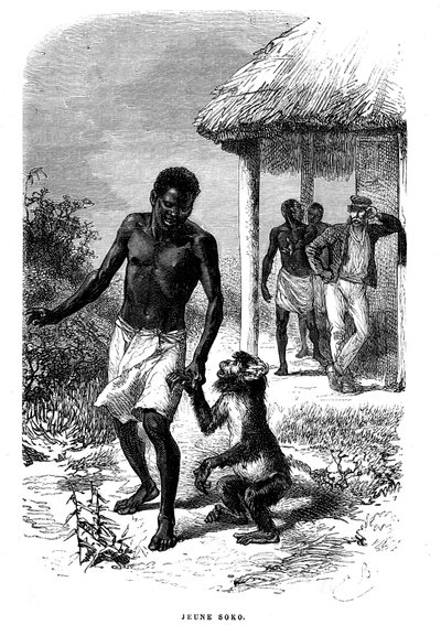 Joven mono Soko en África. Grabado por Emile Bayard (1837-1891) ilustrando las últimas historias del explorador David Livingstone de Emile Antoine Bayard