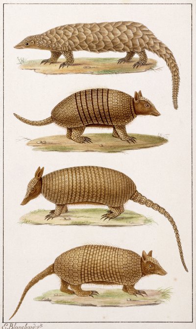 Un oso hormiguero gigante y tres tipos de armadillo de Emile Theophile Blanchard