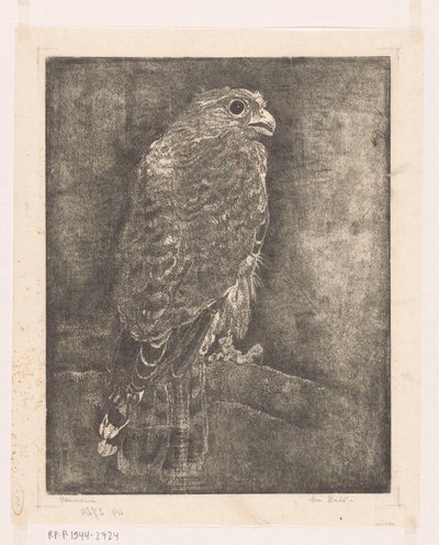 Halcón en una rama de Emilius Wilhelmus Dehé (signed by artist)