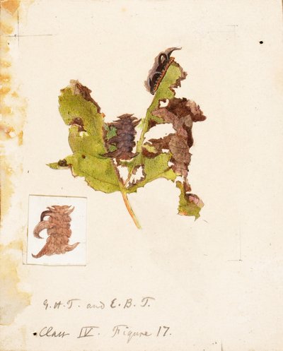 Oruga de hoja arrugada, estudio para el libro La ocultación de la coloración en el reino animal de Emma Beach Thayer